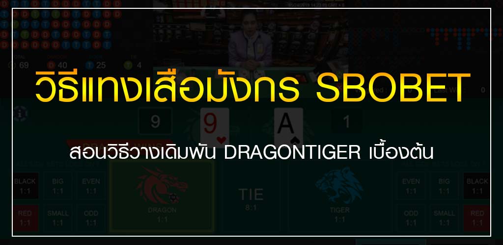 วิธีแทงเสือมังกร SBOBET สอนวางเดิมพัน DRAGONTIGER เบื้องต้น